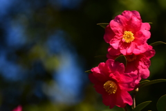 山茶花