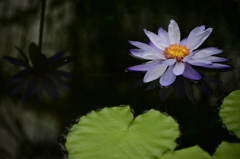 Water lily