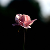 一輪の薔薇