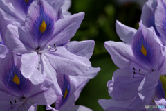 Water hyacinth