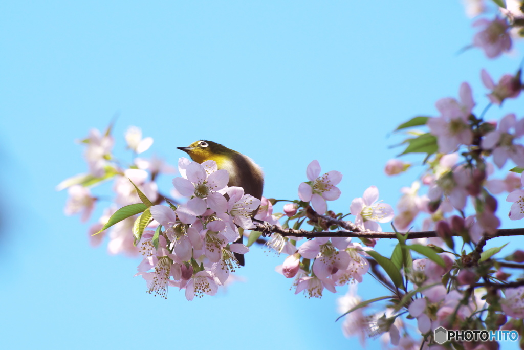 桜にメジロ(冬) ３