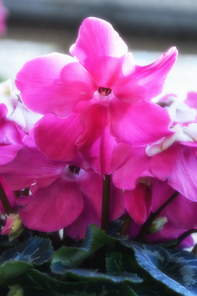 Cyclamen