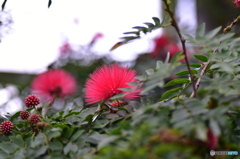 Red Powederpuff