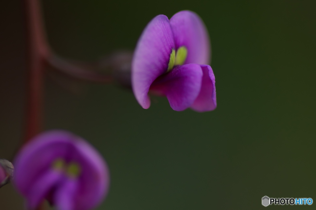 ちっちゃな花