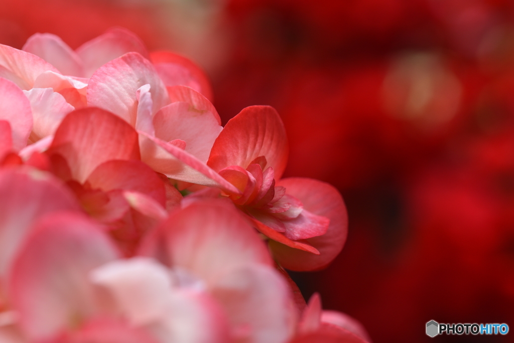 魅力的な花