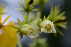 小さな花の・・・