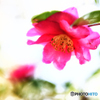 山茶花