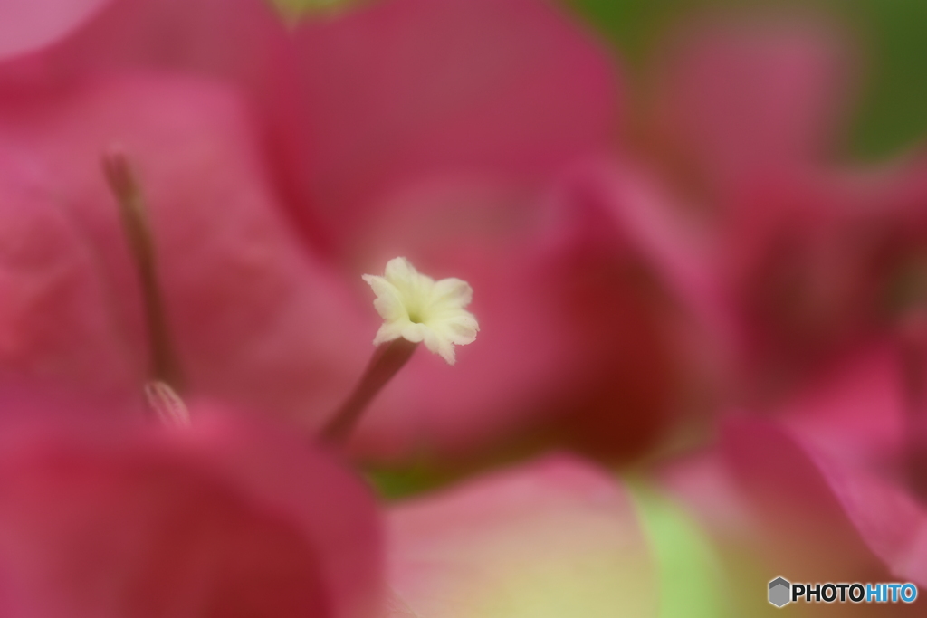ブーゲンビリアの花