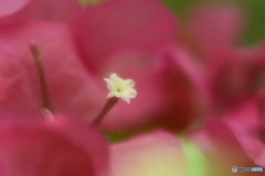 ブーゲンビリアの花