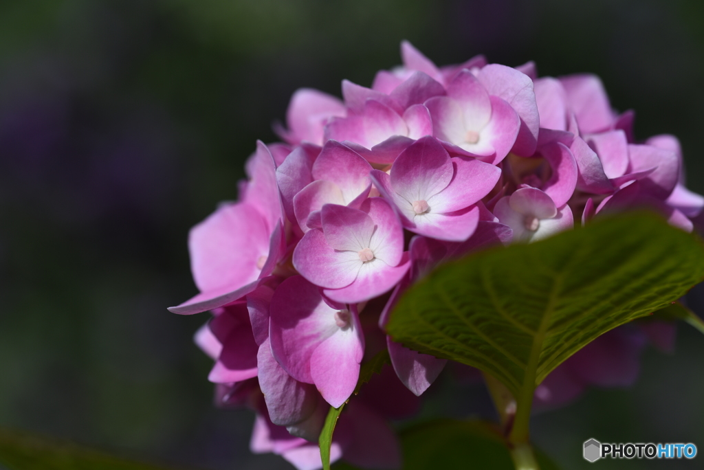 紫陽花
