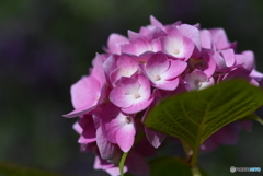 紫陽花