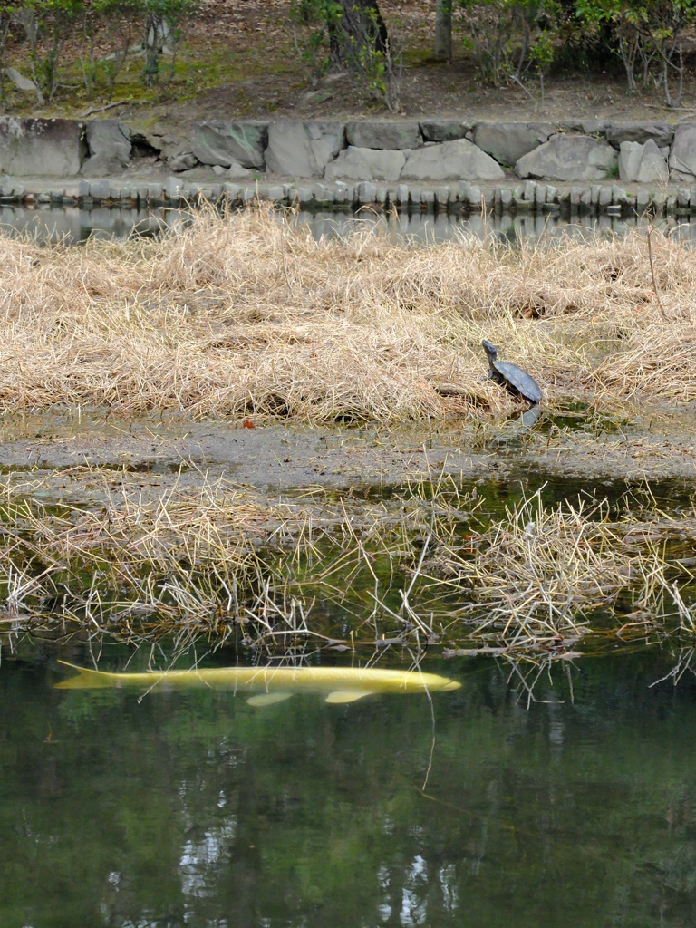 こいする亀