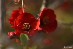 木瓜