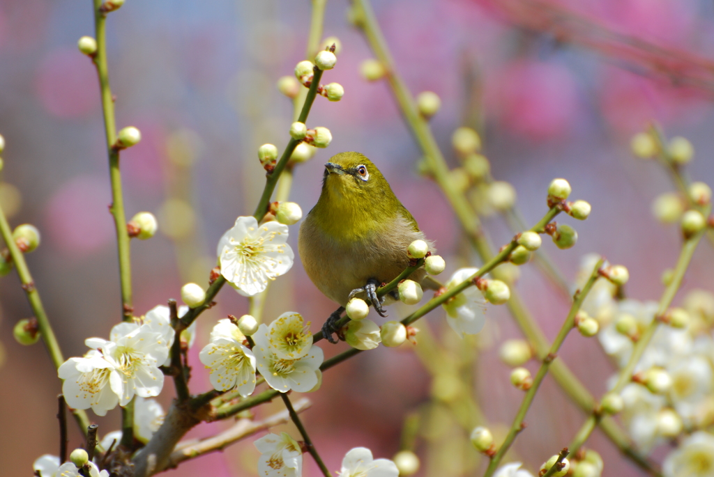 私が主役よ