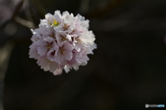 桜 丸