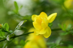 幸せの黄色い・・・