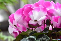 Cyclamen