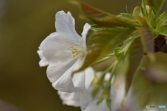 愛　桜