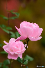 秋の薔薇