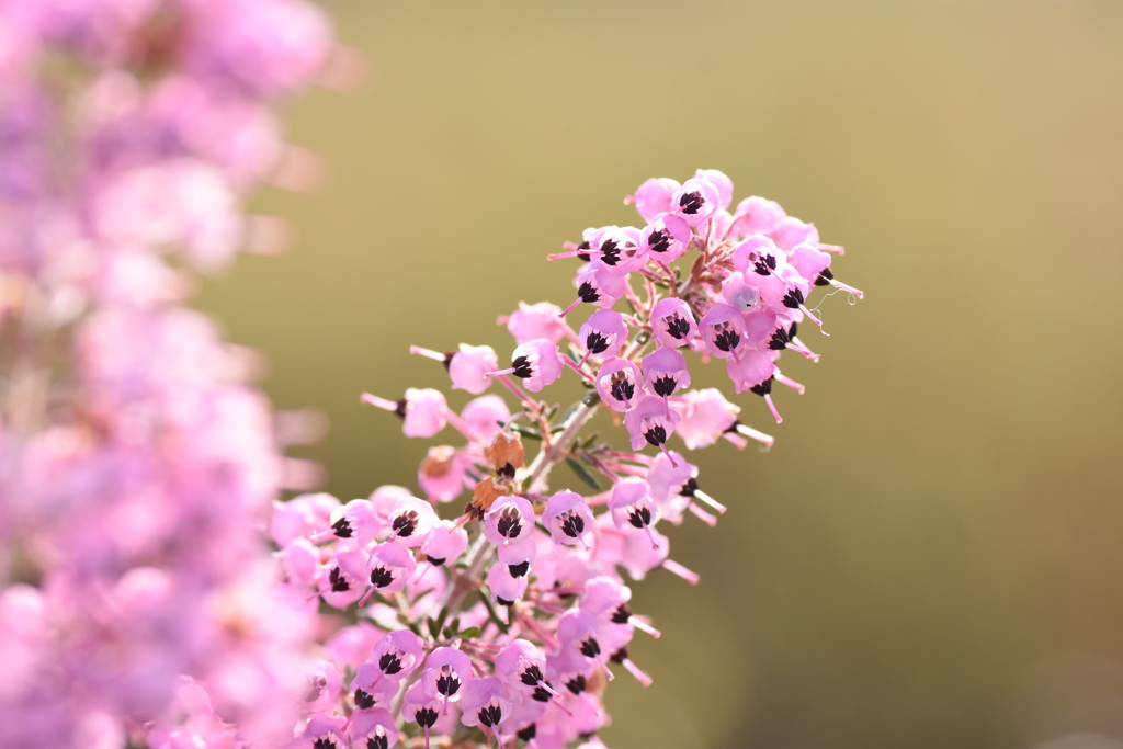 エリカの花