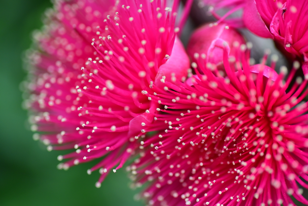 イソギンチャク(花です)