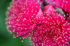 イソギンチャク(花です)