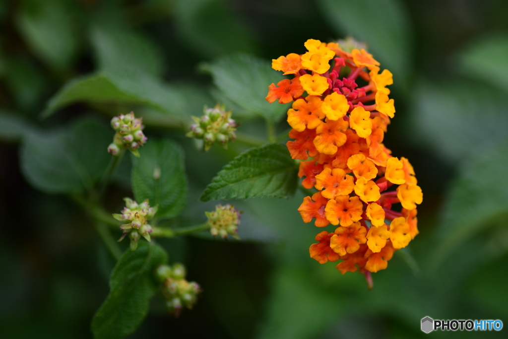 Lantana