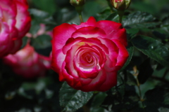 荒牧バラ公園-4