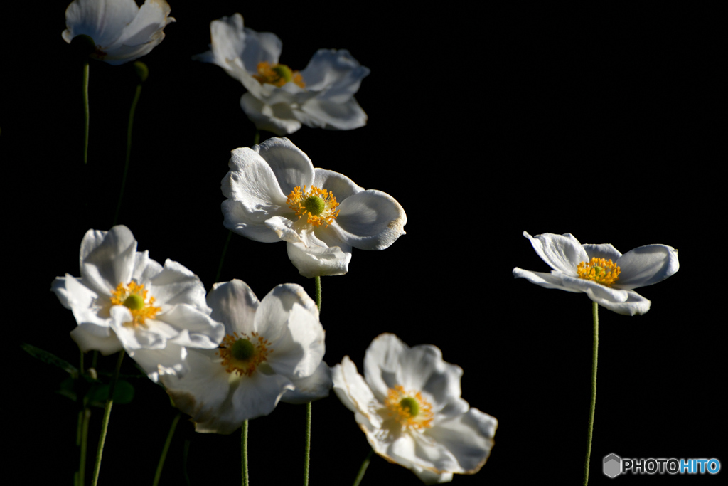 Japanese anemone