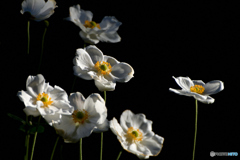 Japanese anemone