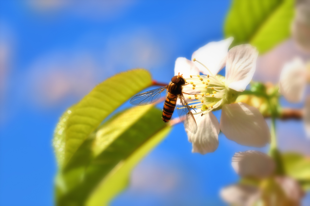 ヒマラヤ桜に魅せられて(アブ)