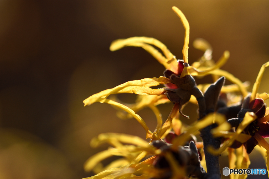 なんじゃこりゃ