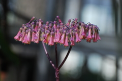 花の傘 花の傘