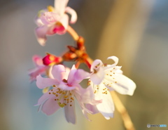 冬桜