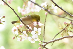 メジロとヒマラヤ桜 幸せ