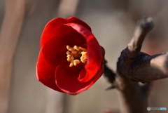 木瓜の花