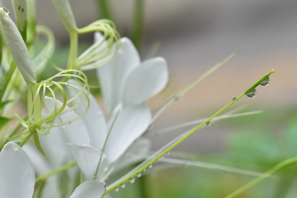 雨粒に飾られて