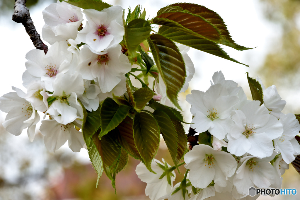 桜・さくら