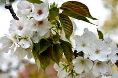 桜・さくら