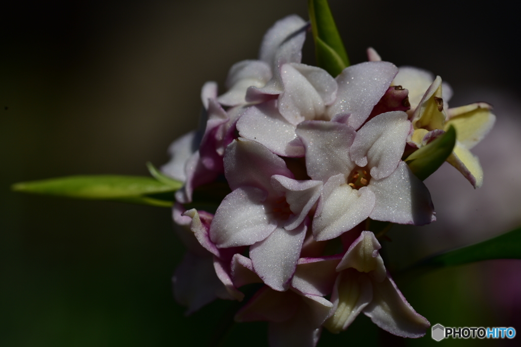 宝石を散りばめて