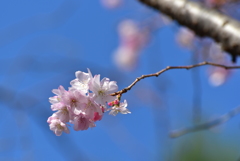 冬桜