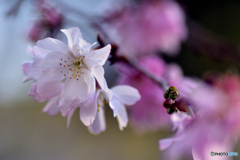 2020年01月の十月桜 3