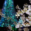 冬に咲く桜とイルミネーション