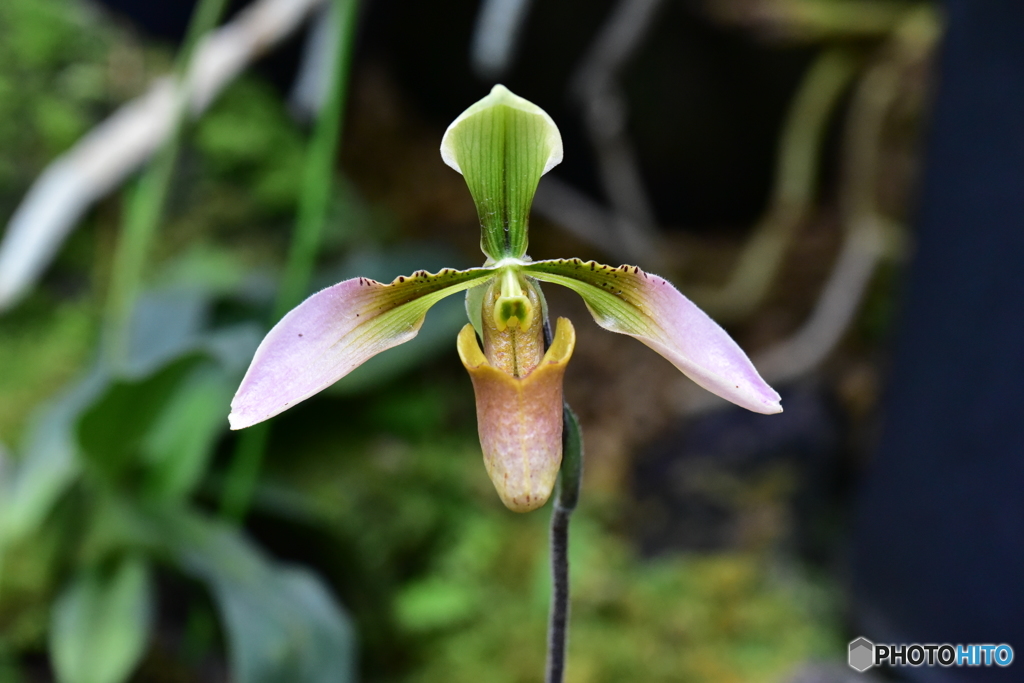 花の顔