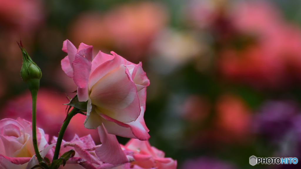 薔薇
