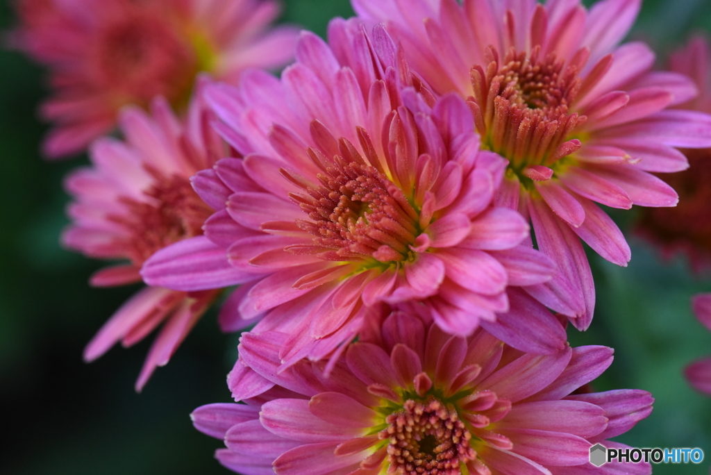 菊