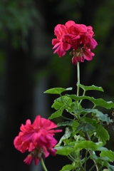 頑張って咲いています