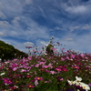 コスモス咲く丘　2