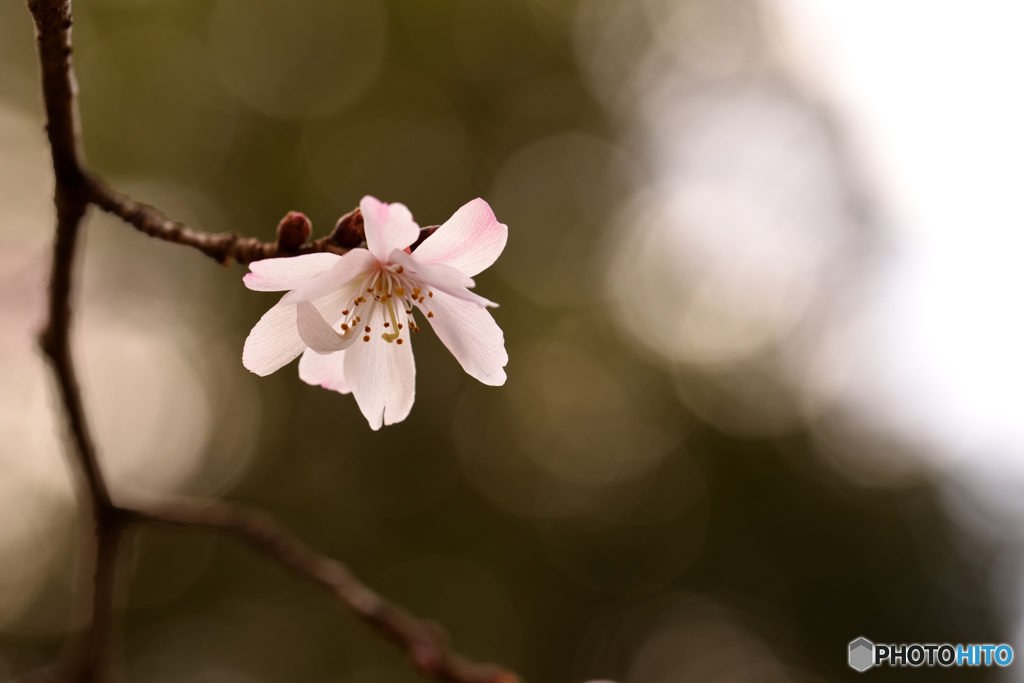 一輪の十月桜