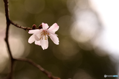 一輪の十月桜